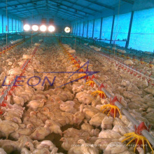 Leon-Serie vorgefertigtes Hühnerstall-Geflügelfütterungs- und Trinksystem